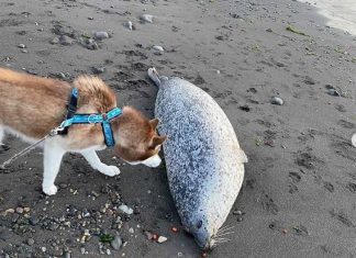 Mort massive d’animaux marins après une mystérieuse « catastrophe écologique » (détail) Mort massive d'animaux marins après une mystérieuse "catastrophe écologique" (détail)