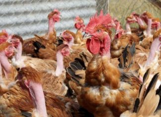 Un premier cas de grippe aviaire détecté en France Un premier cas de grippe aviaire détecté en France