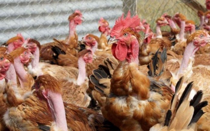 Un premier cas de grippe aviaire détecté en France