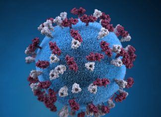 Mutation du Covid : Ce qu’on sait de la nouvelle souche anglaise Mutation du Covid : Ce qu'on sait de la nouvelle souche anglaise