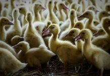 Grippe aviaire dans les Landes : un deuxième élevage de canards touché Grippe aviaire dans les Landes : un deuxième élevage de canards touché