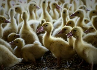 Grippe aviaire dans les Landes : un deuxième élevage de canards touché Grippe aviaire dans les Landes : un deuxième élevage de canards touché