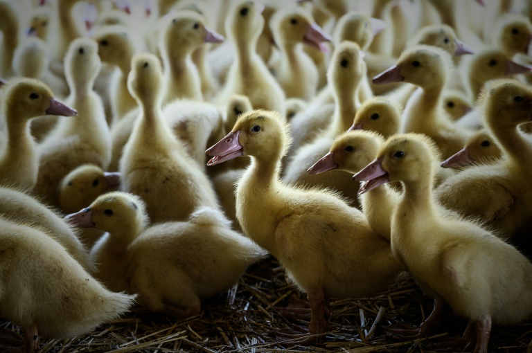Grippe aviaire dans les Landes : un deuxième élevage de canards touché