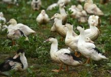 Abattages renforcés contre une grippe aviaire « hors de contrôle » dans le Sud-Ouest (détail) Abattages renforcés contre une grippe aviaire "hors de contrôle" dans le Sud-Ouest (détail)