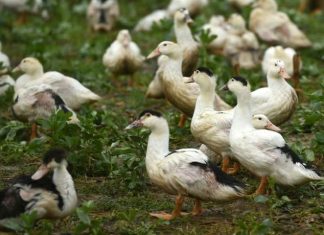 Abattages renforcés contre une grippe aviaire « hors de contrôle » dans le Sud-Ouest (détail) Abattages renforcés contre une grippe aviaire "hors de contrôle" dans le Sud-Ouest (détail)