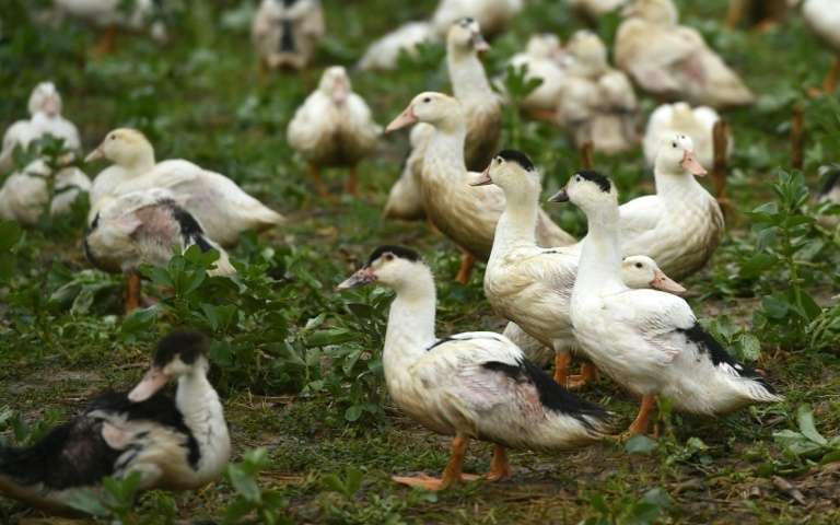 Abattages renforcés contre une grippe aviaire 