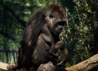 Deux gorilles du zoo de San Diego testés positifs au Coronavirus Deux gorilles du zoo de San Diego testés positifs au Coronavirus