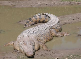 Australie : Les restes d’un pêcheur disparu retrouvé à l’intérieur d’un crocodile Australie : Les restes d’un pêcheur disparu retrouvé à l’intérieur d’un crocodile