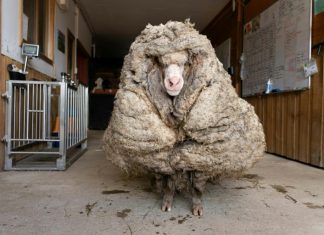 Australie: un mouton délesté de son pelage de 35 kg (VIDEO) Australie: un mouton délesté de son pelage de 35 kg (VIDEO)
