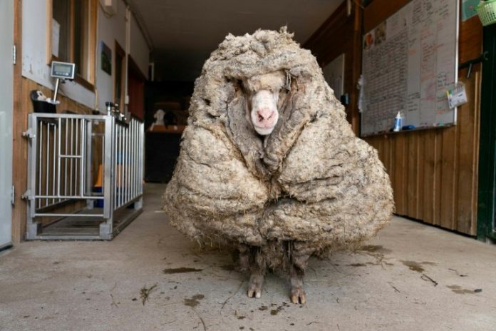 Australie: un mouton délesté de son pelage de 35 kg (VIDEO)