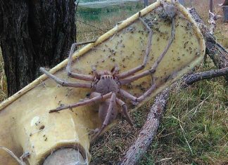 Charlotte, l’araignée géante qui continue de terroriser les internautes des années après (Photo) Charlotte, l'araignée géante qui continue de terroriser les internautes des années après (Photo)