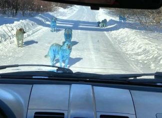 Des chiens bleus aperçus près d’une usine chimique en Russie (Photo) Des chiens bleus aperçus près d'une usine chimique en Russie (Photo)