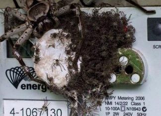Elle trouve une araignée monstrueuse et des centaines de bébés sur son compteur électrique (PHOTO) Elle trouve une araignée monstrueuse et des centaines de bébés sur son compteur électrique (PHOTO)