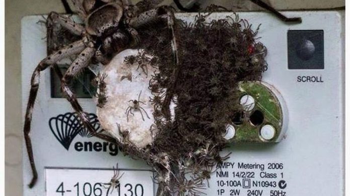Elle trouve une araignée monstrueuse et des centaines de bébés sur son compteur électrique (PHOTO)