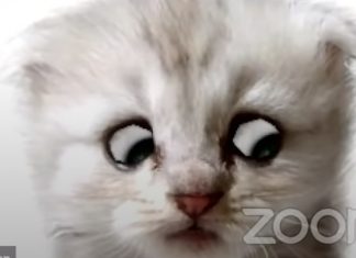 « Je ne suis pas un chat ! » : un avocat américain panique pendant une visioconférence face à un juge (VIDÉO) "Je ne suis pas un chat !" : un avocat américain panique pendant une visioconférence face à un juge (VIDÉO)