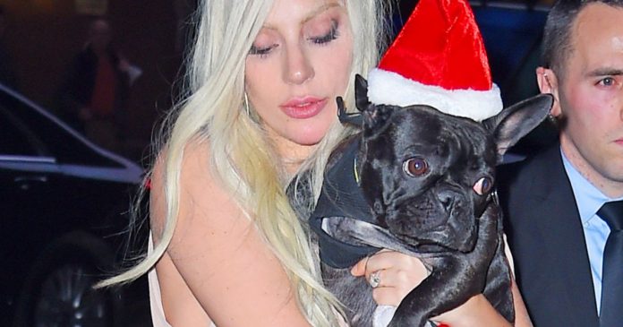Lady Gaga soulagée : une femme rapporte ses chiens kidnappés, va-t-elle toucher le pactole ? (détail)