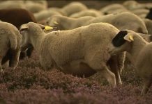 Lozère : Plus d’une centaine de brebis retrouvées mortes et abandonnées dans une ferme (détail) Lozère : Plus d’une centaine de brebis retrouvées mortes et abandonnées dans une ferme (détail)