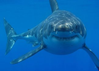 Nouvelle-Calédonie: un baigneur tué par un requin de 4 mètres (détail) Nouvelle-Calédonie: un baigneur tué par un requin de 4 mètres (détail)