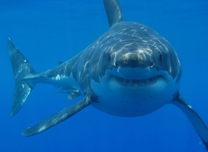 Nouvelle-Calédonie: un baigneur tué par un requin de 4 mètres (détail)