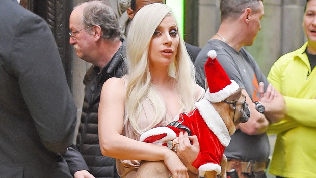 Scène d'horreur pour Lady Gaga : son dog-sitter blessé par balles en pleine rue, deux bouledogues volés