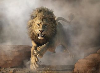 Un lion arrache le bras d’un Haut-Savoyard en Tanzanie, l’agence de voyages reconnaît sa responsabilité Un lion arrache le bras d’un Haut-Savoyard en Tanzanie, l'agence de voyages reconnaît sa responsabilité