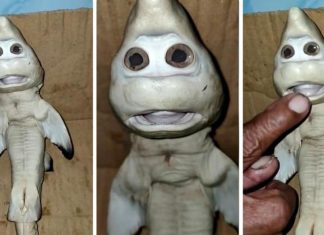 Un requin mutant avec un « visage humain » terrifie les internautes (VIDEO) Un requin mutant avec un "visage humain" terrifie les internautes (VIDEO)