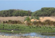 Le Maghreb a conservé des traces de la dernière période humide africaine (étude) Le Maghreb a conservé des traces de la dernière période humide africaine (étude)