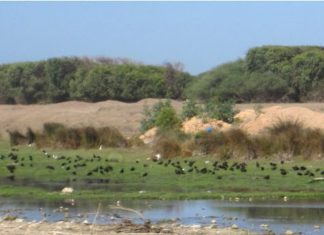 Le Maghreb a conservé des traces de la dernière période humide africaine (étude) Le Maghreb a conservé des traces de la dernière période humide africaine (étude)