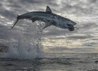 Un grand requin blanc s’envole à plus de 4 mètres de la surface en Afrique du Sud « VIDÉO » Un grand requin blanc s'envole à plus de 4 mètres de la surface en Afrique du Sud "VIDÉO"