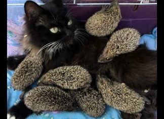 Une chatte se retrouve à allaiter une portée… un peu spéciale ! (VIDEO) Une chatte se retrouve à allaiter une portée… un peu spéciale ! (VIDEO)