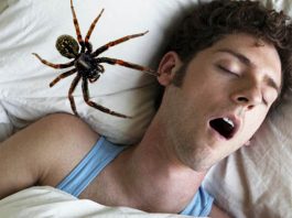 Sommeil : voici combien d’araignées nous avalons en dormant au cours de notre vie selon les scientifiques, Le nombre est surprenant (étude)