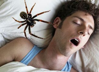 Sommeil : voici combien d’araignées nous avalons en dormant au cours de notre vie selon les scientifiques, Le nombre est surprenant (étude) Sommeil : voici combien d’araignées nous avalons en dormant au cours de notre vie selon les scientifiques, Le nombre est surprenant (étude)