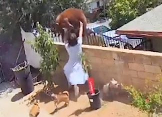 Une Américaine repousse un ours à mains nues dans son jardin (VIDEO) Une Américaine repousse un ours à mains nues dans son jardin (VIDEO)