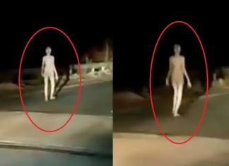 Une créature bizarre ressemblant à un extraterrestre filmée en Inde (VIDEO) Une créature bizarre ressemblant à un extraterrestre filmée en Inde (VIDEO)