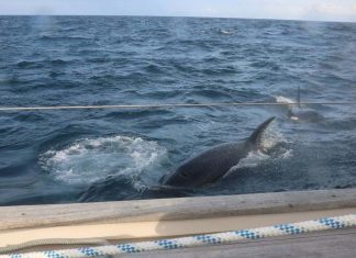 Une trentaine d’orques attaquent un yacht (VIDÉO) Une trentaine d’orques attaquent un yacht (VIDÉO)
