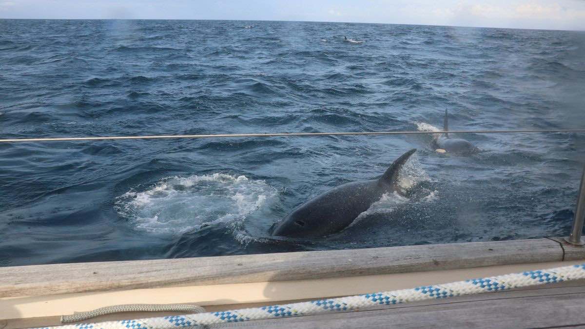 Une trentaine d’orques attaquent un yacht (VIDÉO)