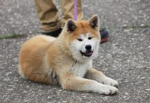Gironde : Un chien mord une vieille dame à mort Gironde : Un chien mord une vieille dame à mort