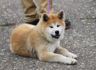 Gironde : Un chien mord une vieille dame à mort Gironde : Un chien mord une vieille dame à mort