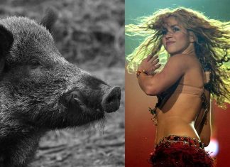 La chanteuse Shakira attaquée par deux sangliers dans un parc La chanteuse Shakira attaquée par deux sangliers dans un parc
