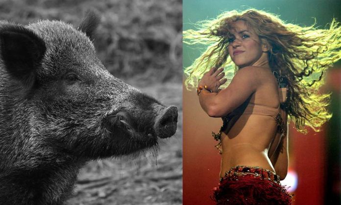 La chanteuse Shakira attaquée par deux sangliers dans un parc