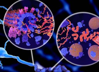 Étude : Une protéine trop efficace favorise l’alzheimer Étude : Une protéine trop efficace favorise l’alzheimer