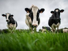 Sécheresse : les producteurs de lait face au risque de pénurie