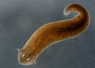 Un adhésif médical pour sauver des vies Un pansement adhésif pour stopper les hémorragies