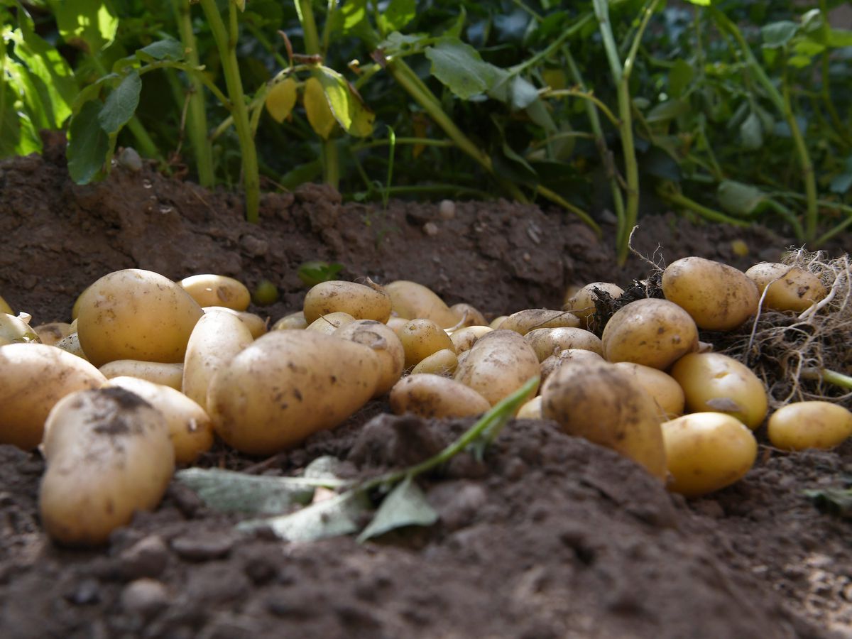 Canicule, sécheresse : Le rendement des pommes de terre au plus bas depuis 27 ans