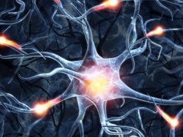 Les clés de la régénération cérébrale : comment générer de nouveaux neurones