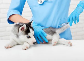 21 000 chiens et 12 000 chats vaccinés chaque jour en France 21 000 chiens et 12 000 chats vaccinés chaque jour en France