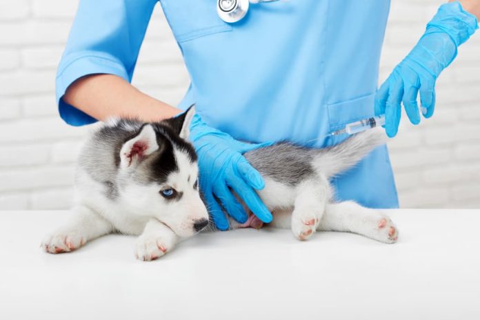 21 000 chiens et 12 000 chats vaccinés chaque jour en France