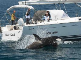Des orques « s’amusent » à couler mystérieusement les bateaux dans le détroit de Gibraltar depuis deux ans