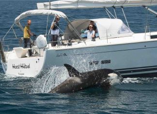Des orques « s’amusent » à couler mystérieusement les bateaux dans le détroit de Gibraltar depuis deux ans Des orques « s’amusent » à couler mystérieusement les bateaux dans le détroit de Gibraltar depuis deux ans