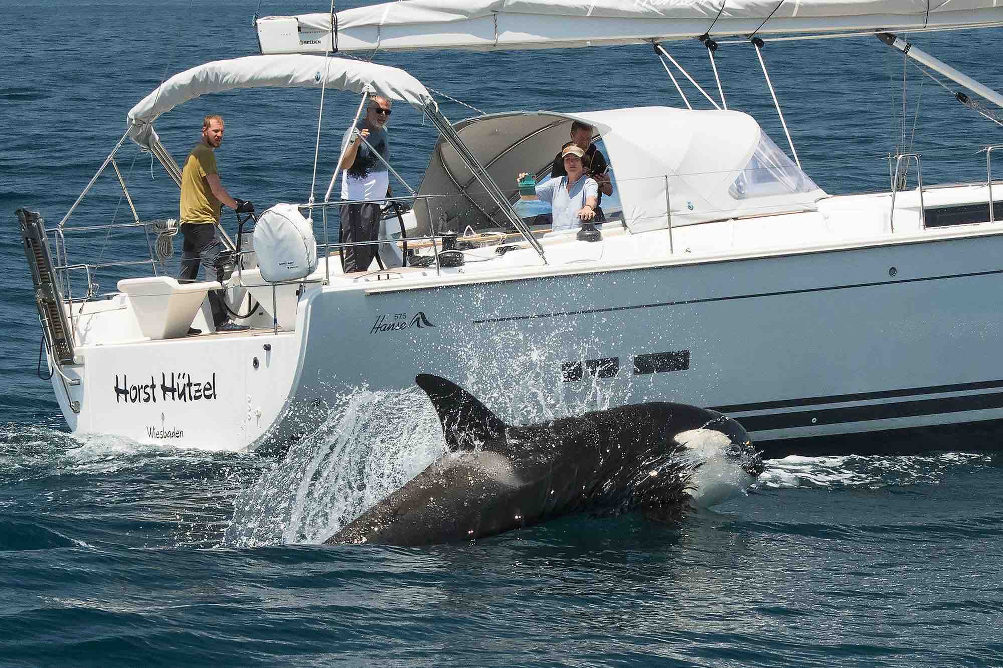 Des orques « s’amusent » à couler mystérieusement les bateaux dans le détroit de Gibraltar depuis deux ans